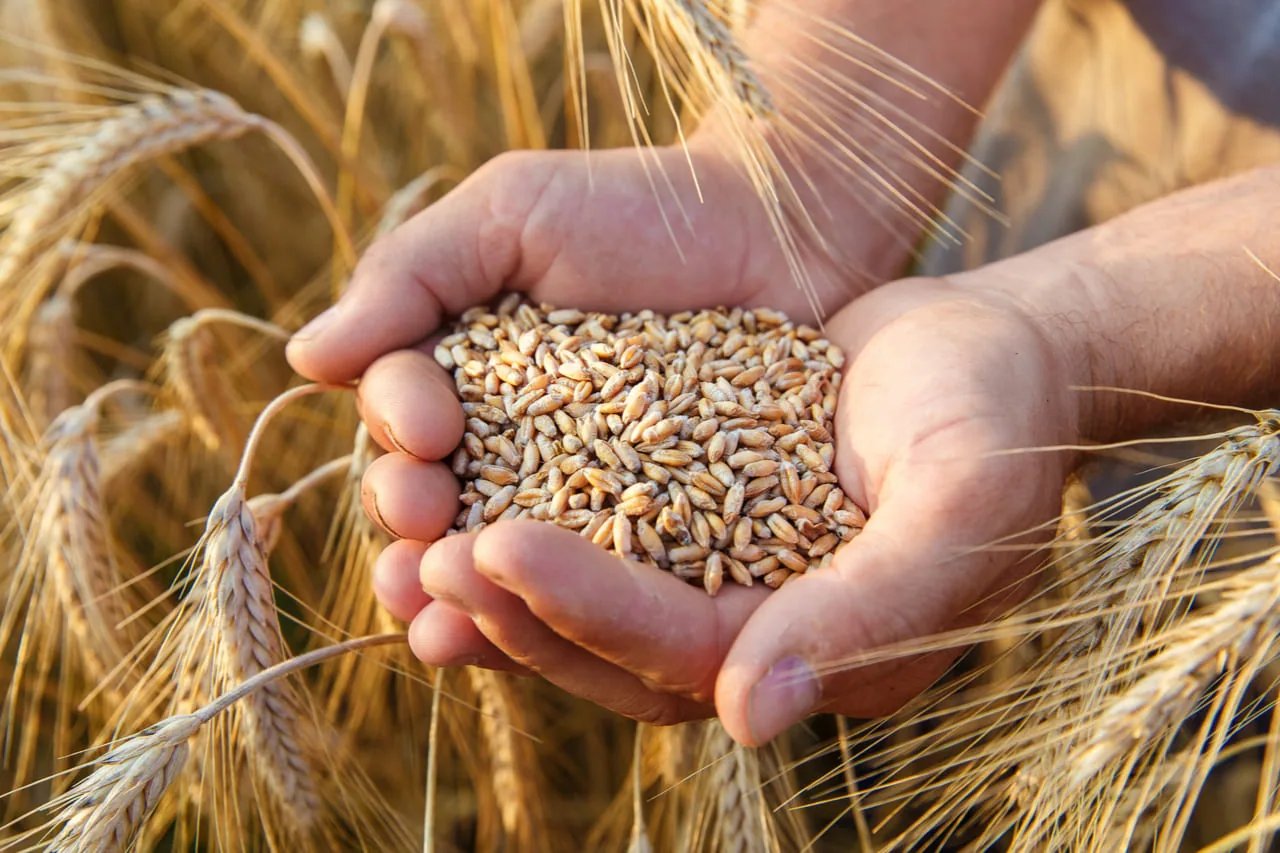 Manos de un productor agropecuario sosteniendo granos de trigo en un campo dorado